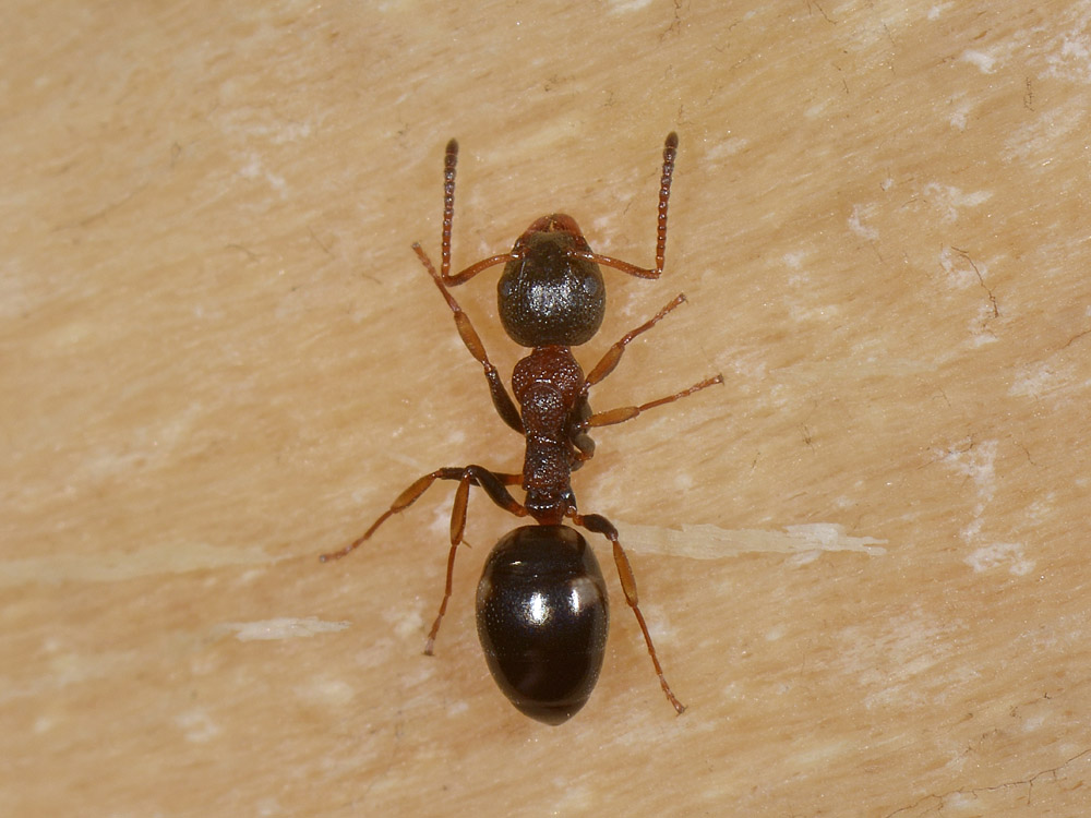 Dolichoderus quadripunctatus